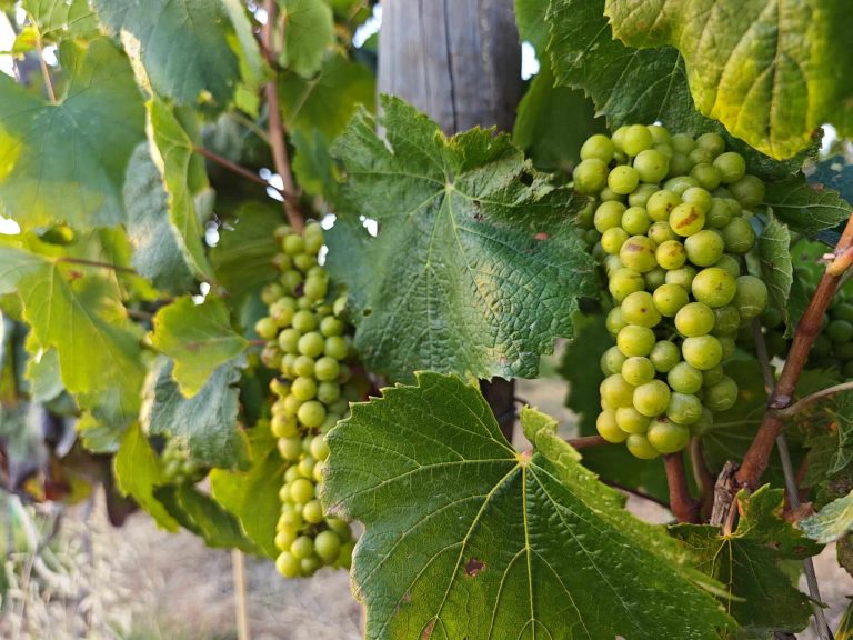 WhatsApp Image 2023-06-27 at 10.09.49 (2)